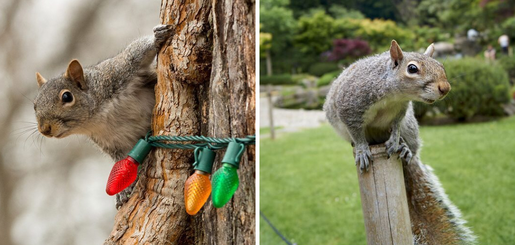 How to Stop Squirrels From Chewing Outdoor Lights 6 Easy Steps