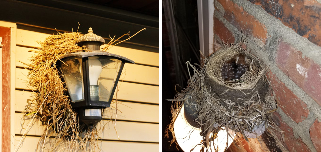 How to Prevent Birds From Building Nests on Light Fixtures